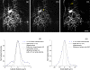 Fig. 11