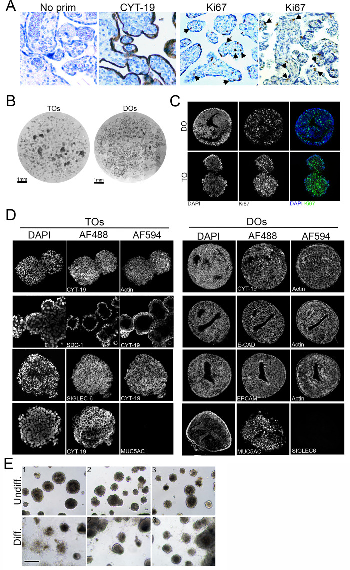 Figure 1—figure supplement 1.