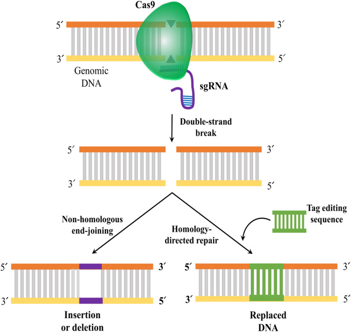 Fig. 1