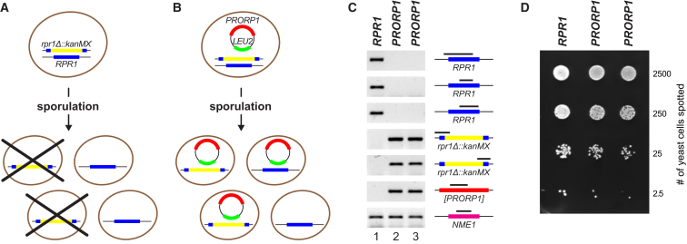 Figure 4