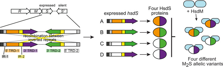 FIG 1