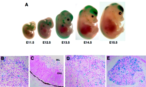 FIG. 2.