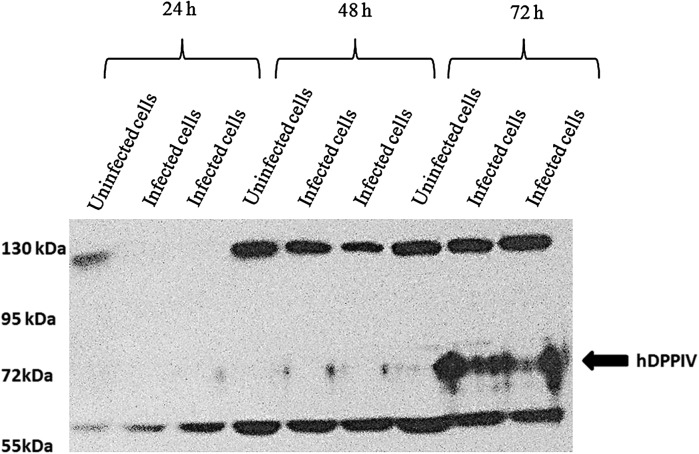 Fig. 4