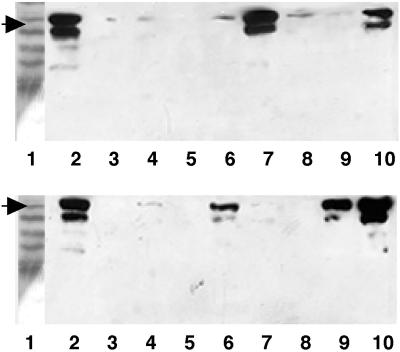 FIG. 10