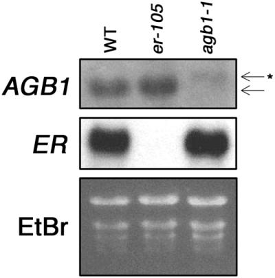 Figure 7.