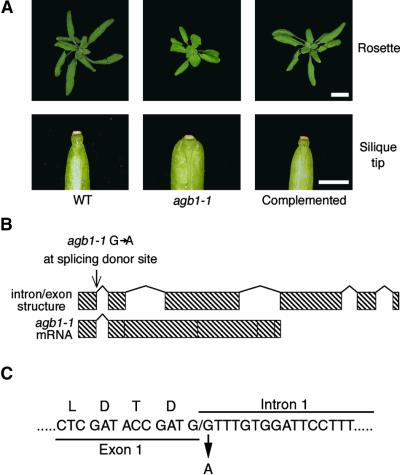 Figure 6.