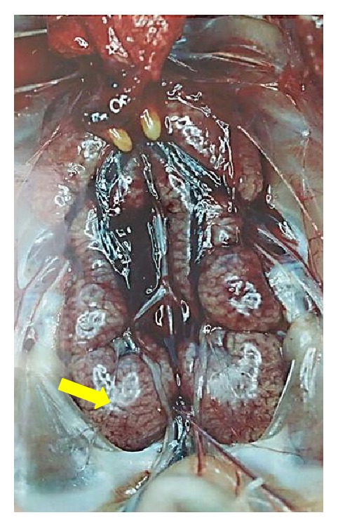 Figure 5
