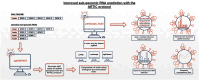 Graphical Abstract