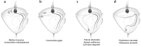 Fig. 3