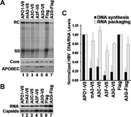 FIG. 1.