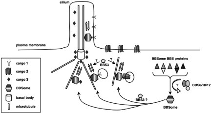 Fig. 5