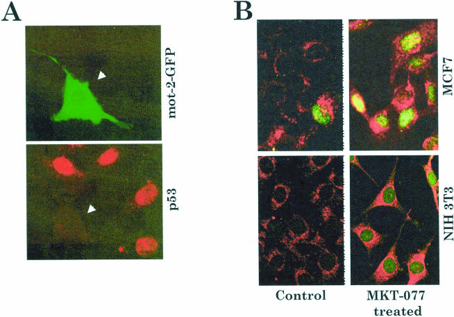 Fig 3.