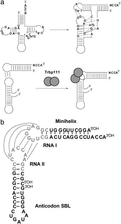 Fig 1.