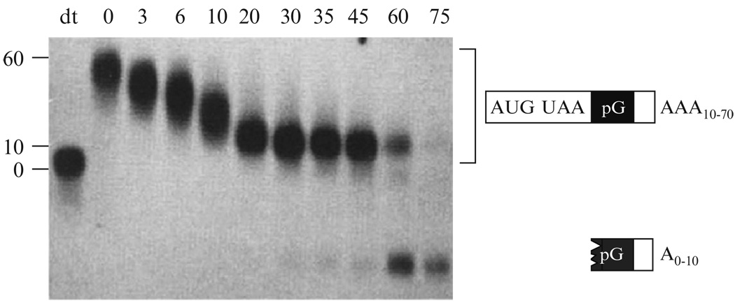 Figure 20.2