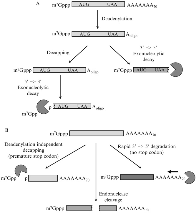 Figure 20.1