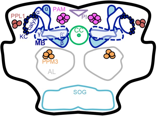 FIGURE 1