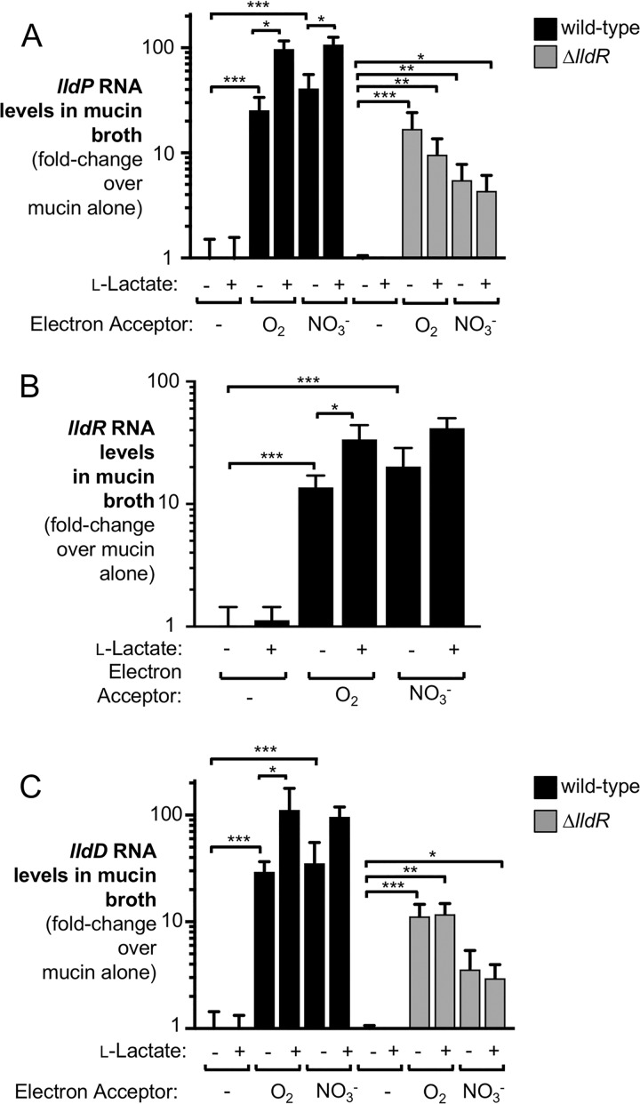 FIG 1