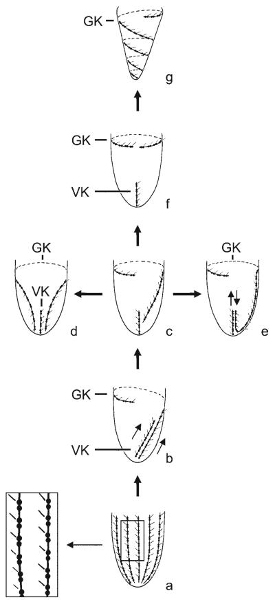 Figs 3a-g