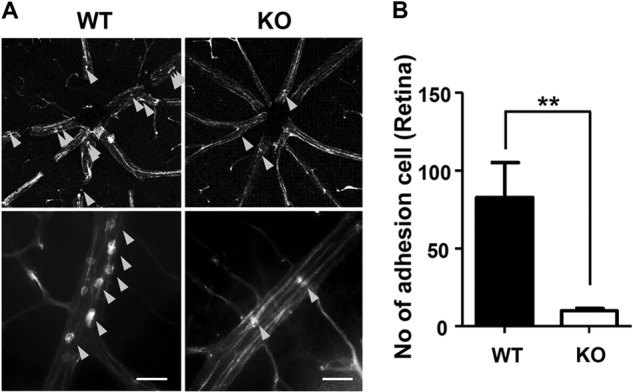 FIGURE 4.