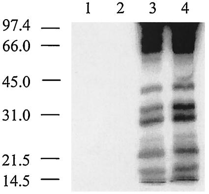 FIG. 5.