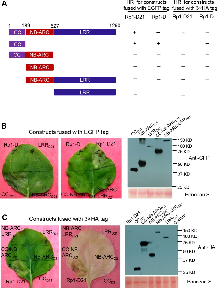 Fig 5