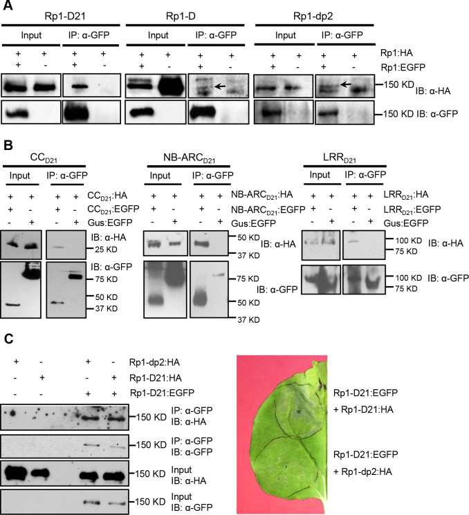 Fig 9