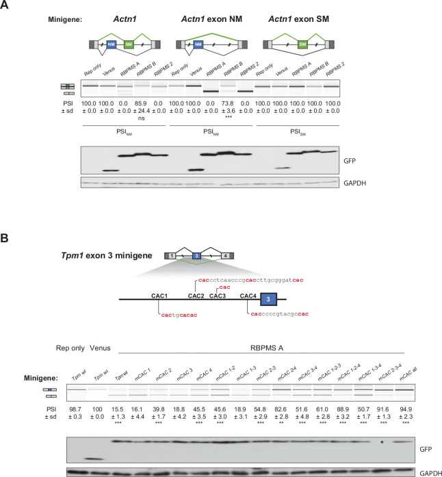 Figure 4—figure supplement 2.