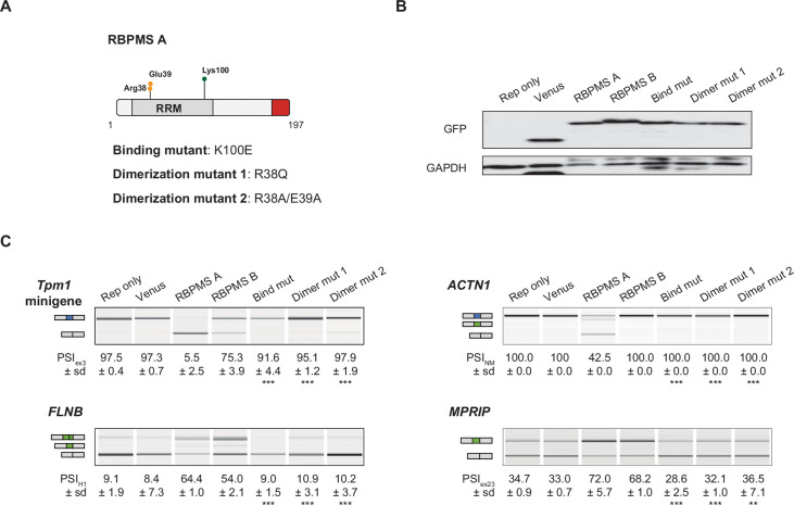 Figure 4—figure supplement 3.