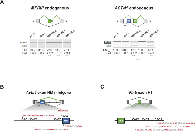 Figure 4—figure supplement 1.