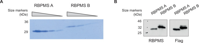 Figure 4—figure supplement 4.