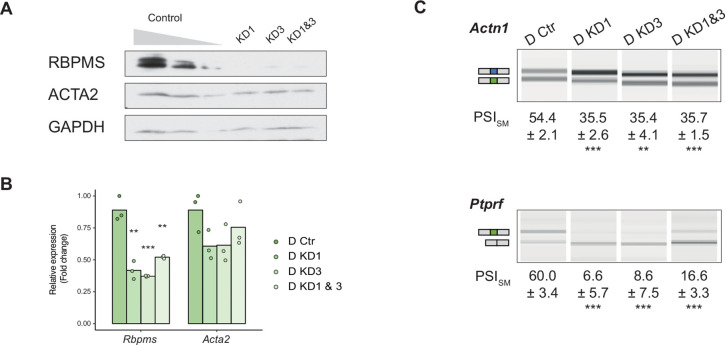 Figure 5—figure supplement 3.