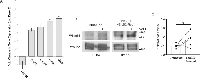 Fig 5