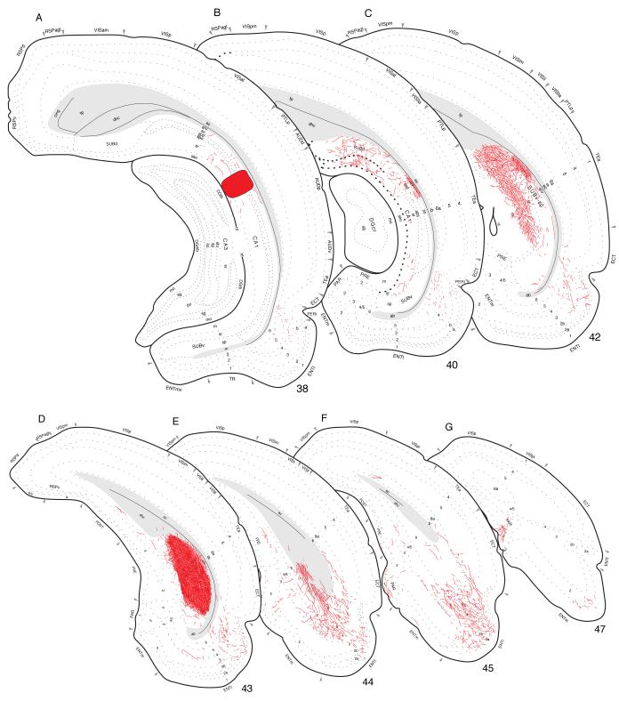 Fig. 8