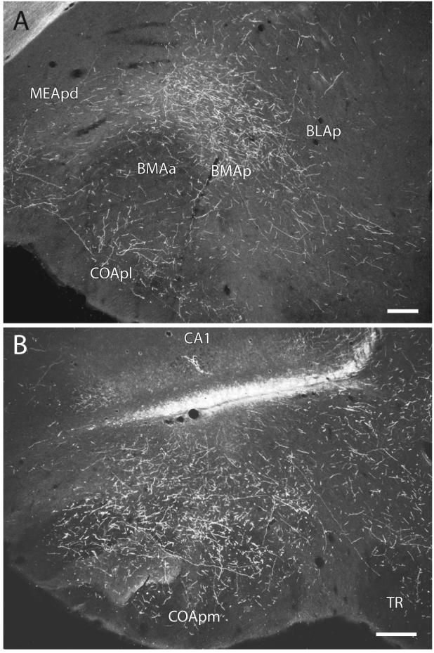 Fig. 13