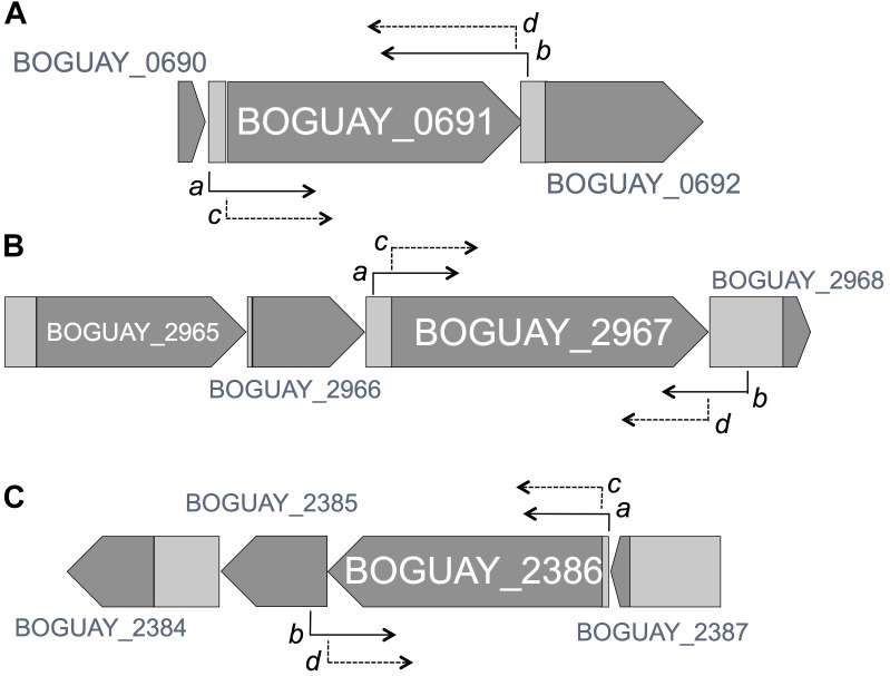 FIGURE 2