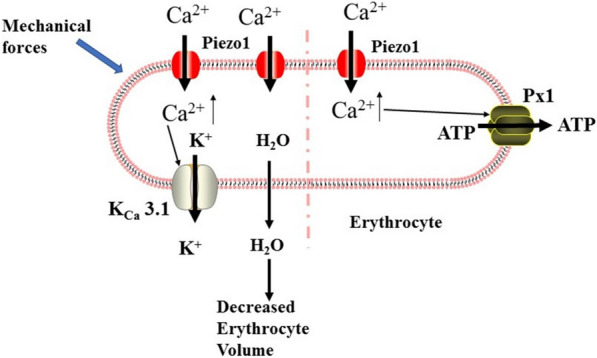 Fig. 9