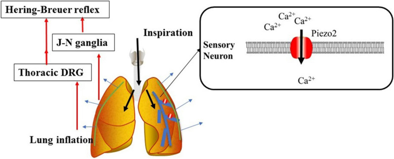 Structure, kinetic properties and biological function of ...