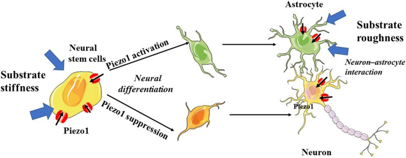 Fig. 10