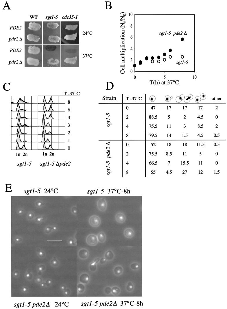 FIG.5.