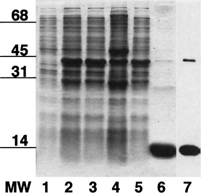 FIG. 6