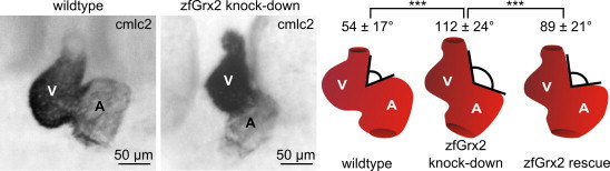 Fig. 2