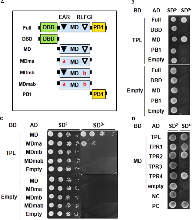 FIGURE 3