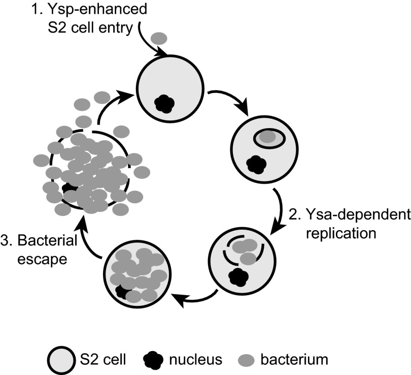 Fig 7