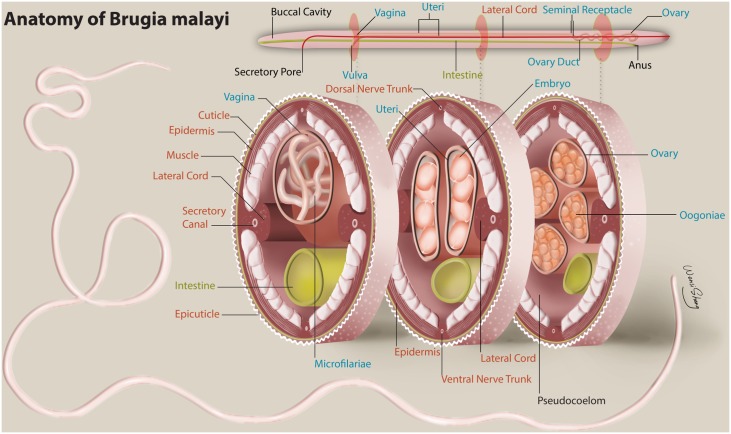 Fig 1