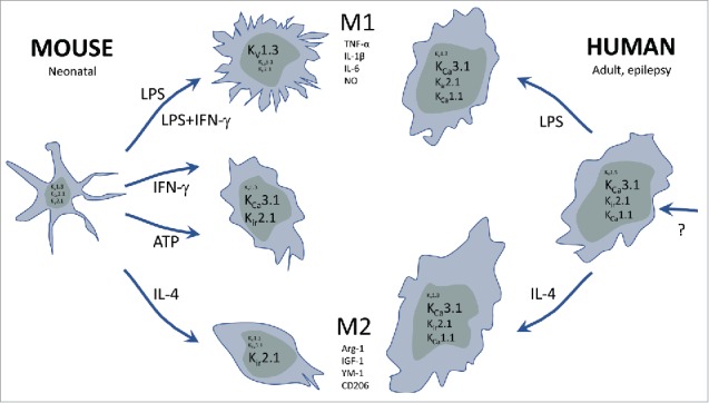 Figure 5.