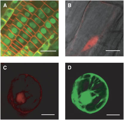 Figure 4.