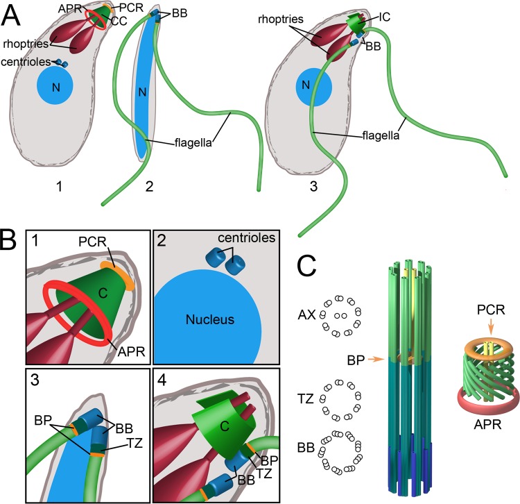 Fig 6