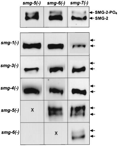 FIG. 5