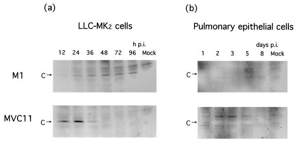 FIG. 8