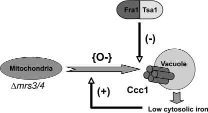 FIGURE 11.